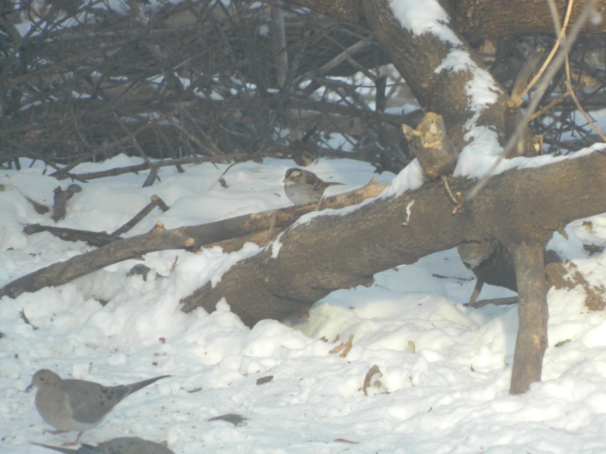 White-throated Sparrow - ML42548661