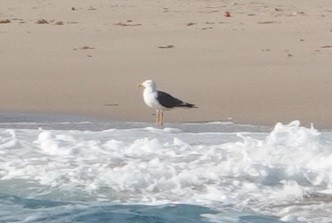 Gaviota Sombría - ML425486851