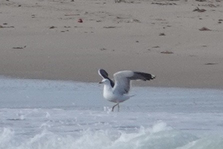 Gaviota Sombría - ML425486861