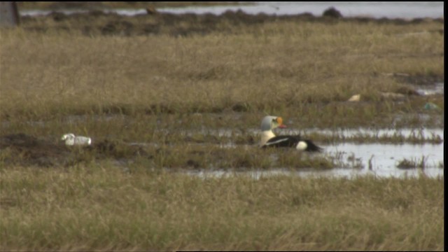 King Eider - ML425487