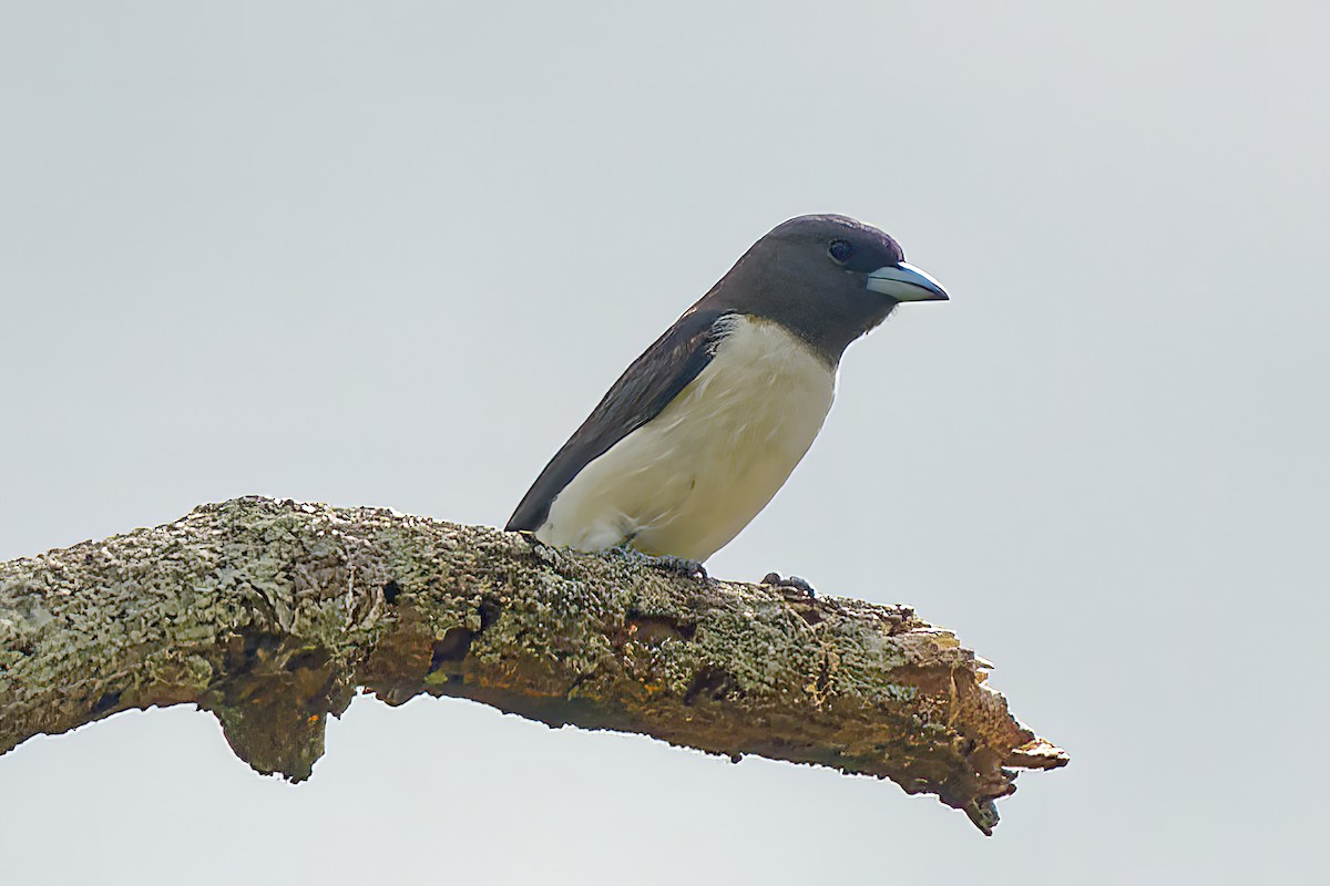 White-breasted Woodswallow - ML425487151