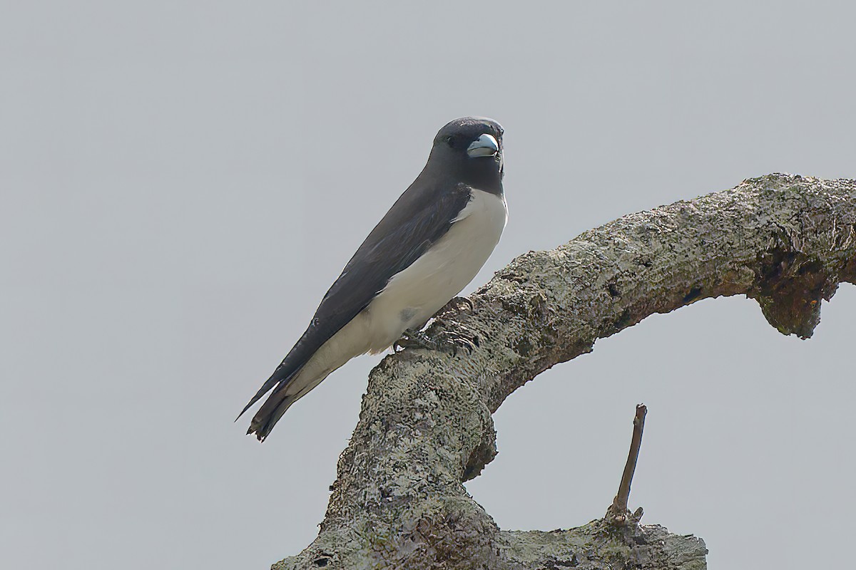 White-breasted Woodswallow - ML425487161