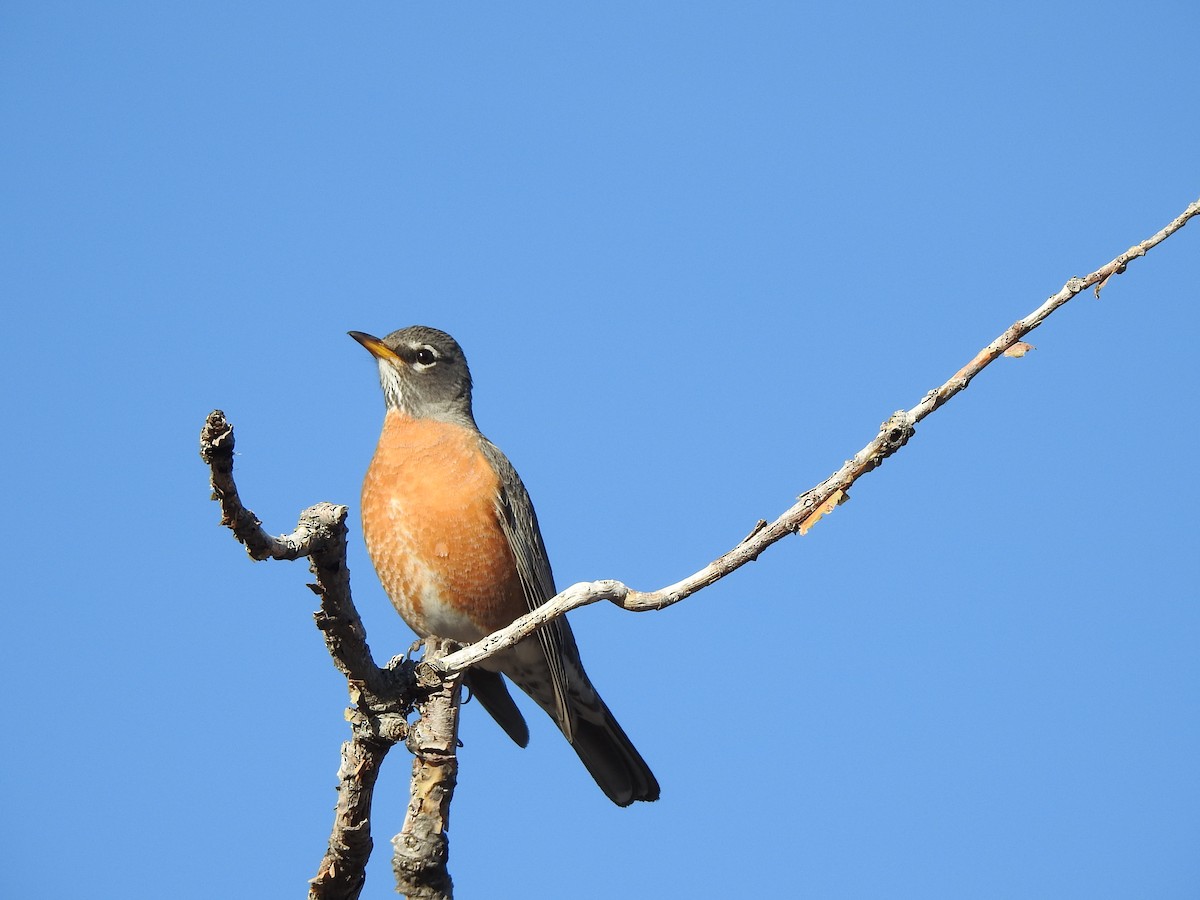 American Robin - ML425487761