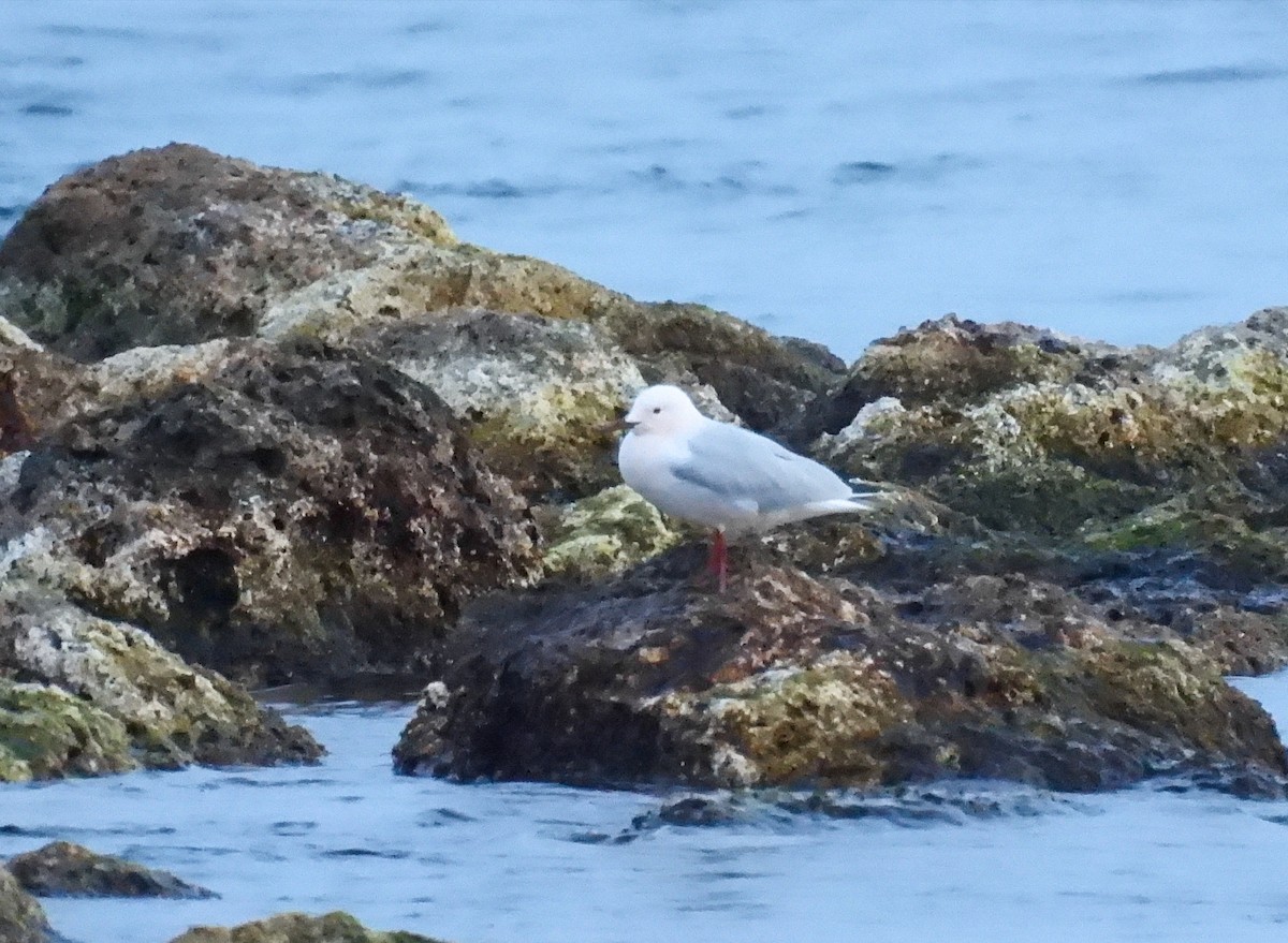 Slender-billed Gull - ML425490811