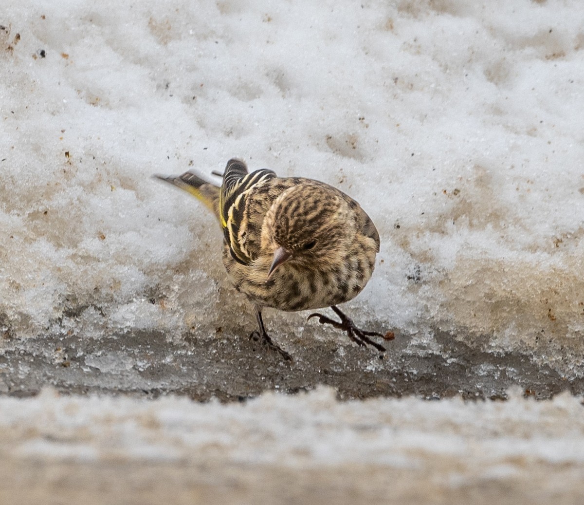 Pine Siskin - ML425491411