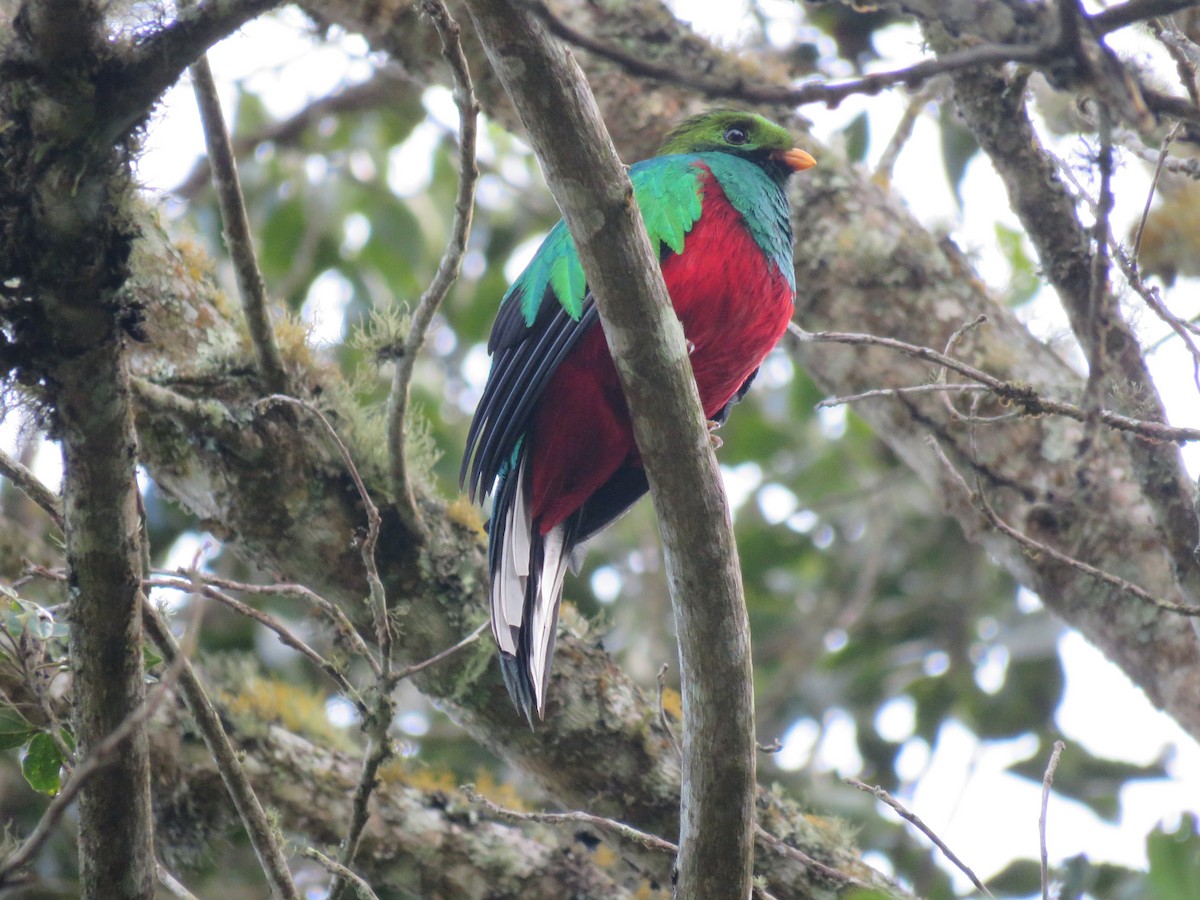 White-tipped Quetzal - ML425491711