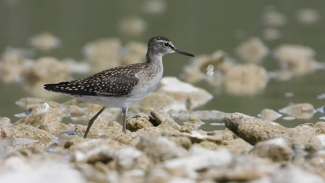 Wood Sandpiper - ML425492031