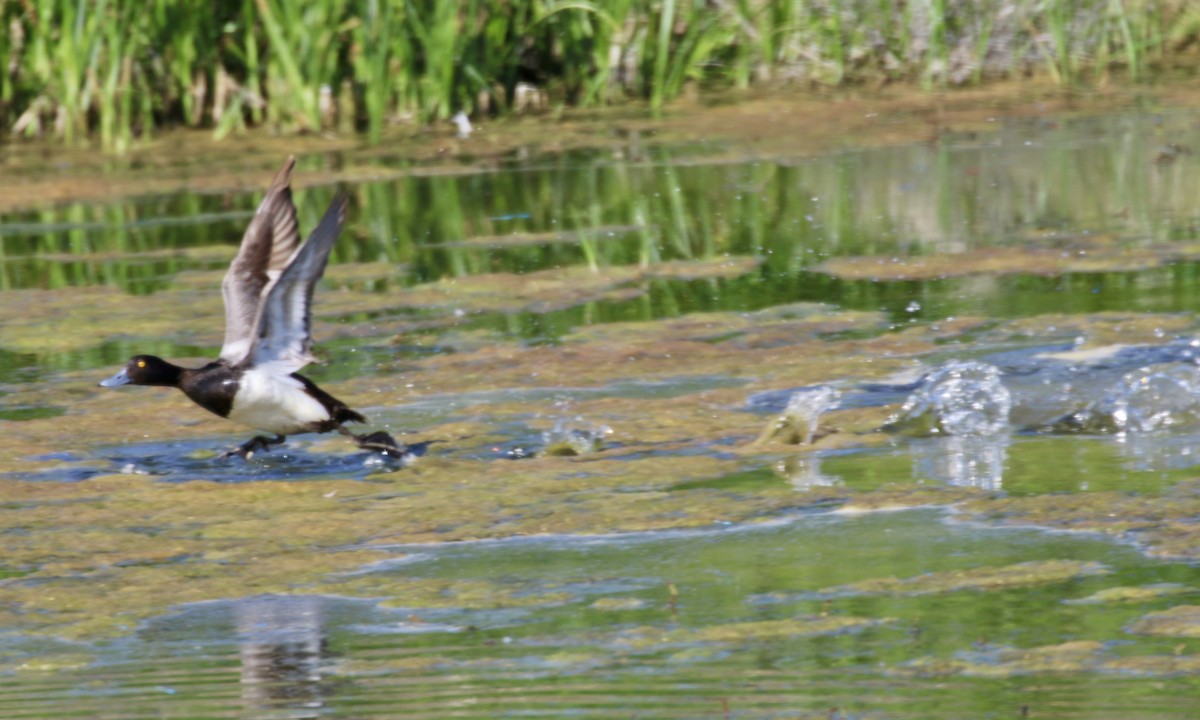 Lesser Scaup - Susan Maclin