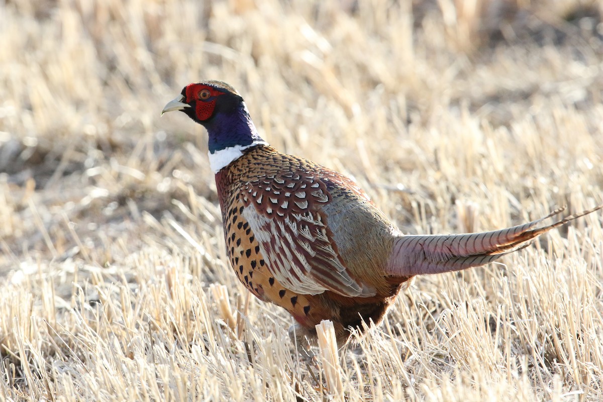 Ring-necked Pheasant - Noah Strycker