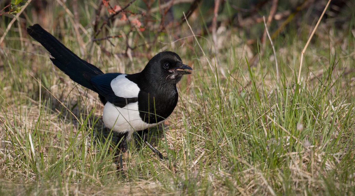 Eurasian Magpie (Eurasian) - ML42549241