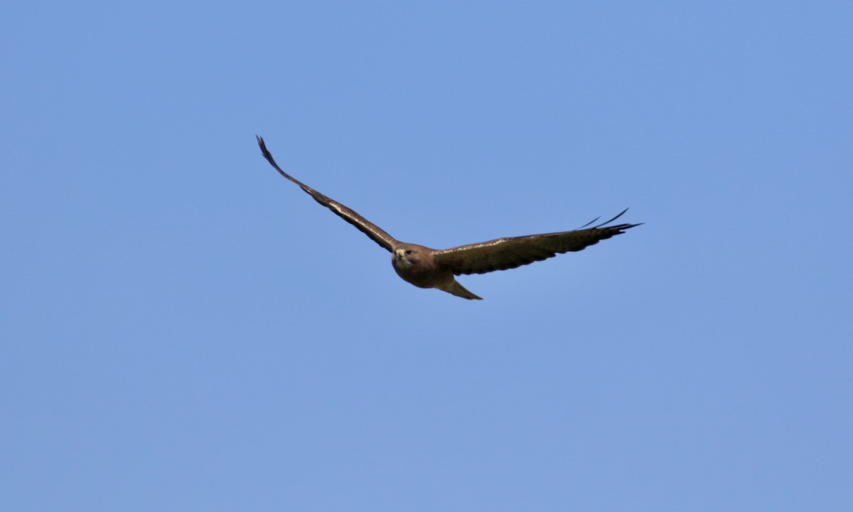 Swainson's Hawk - ML425492721