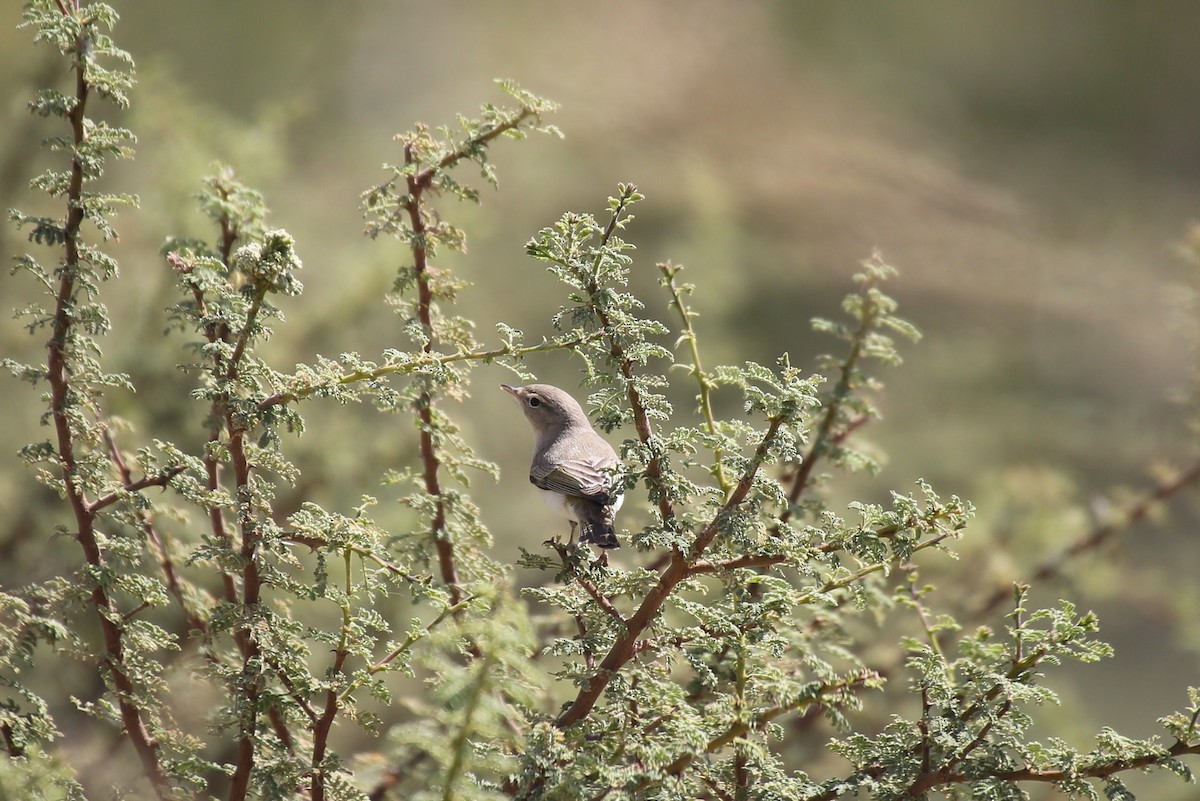 Eastern Bonelli's Warbler - ML42549281