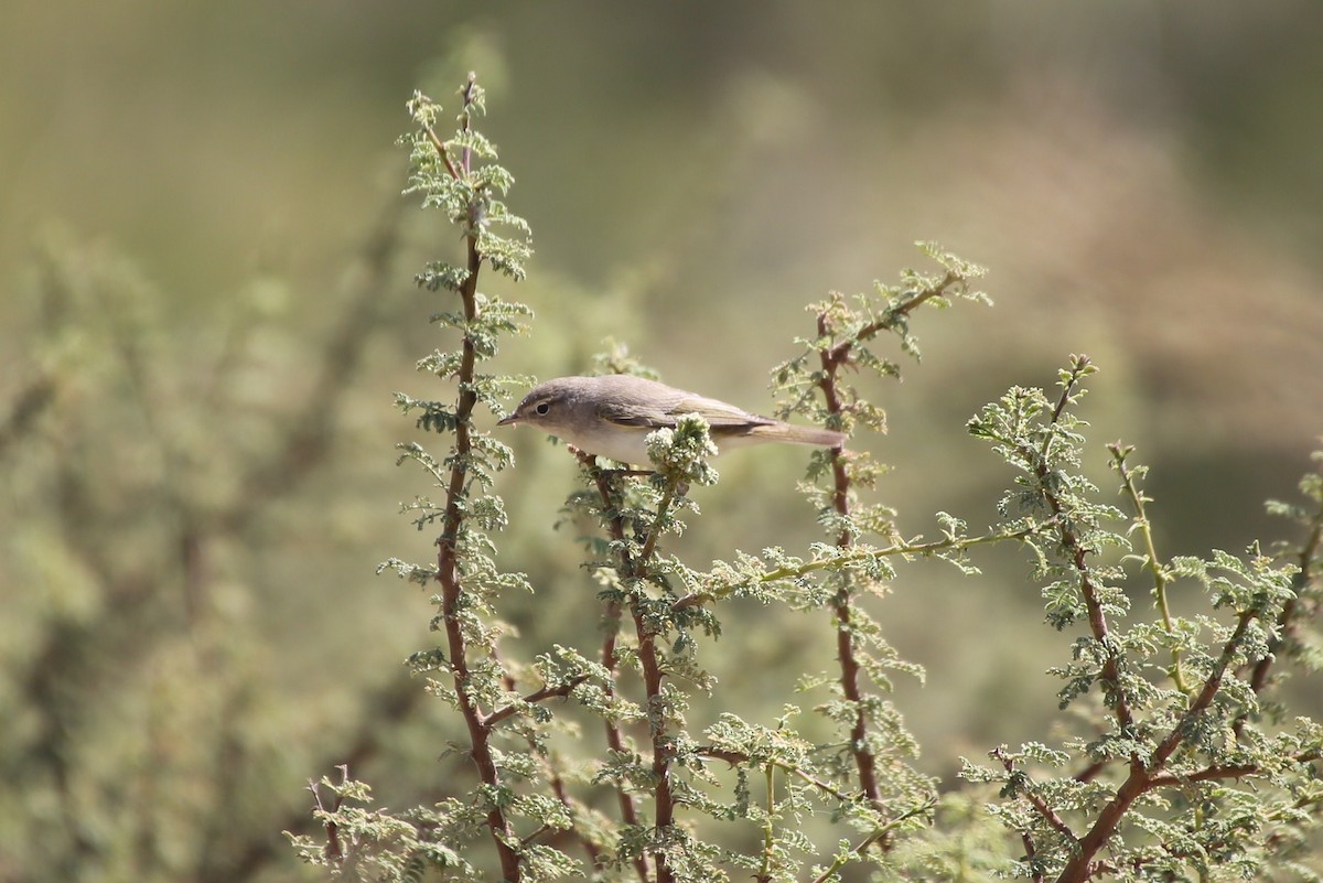 Eastern Bonelli's Warbler - ML42549291