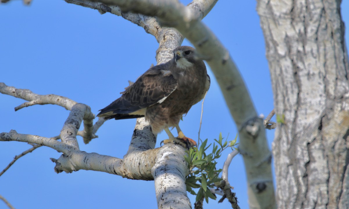 Swainson's Hawk - ML425493041