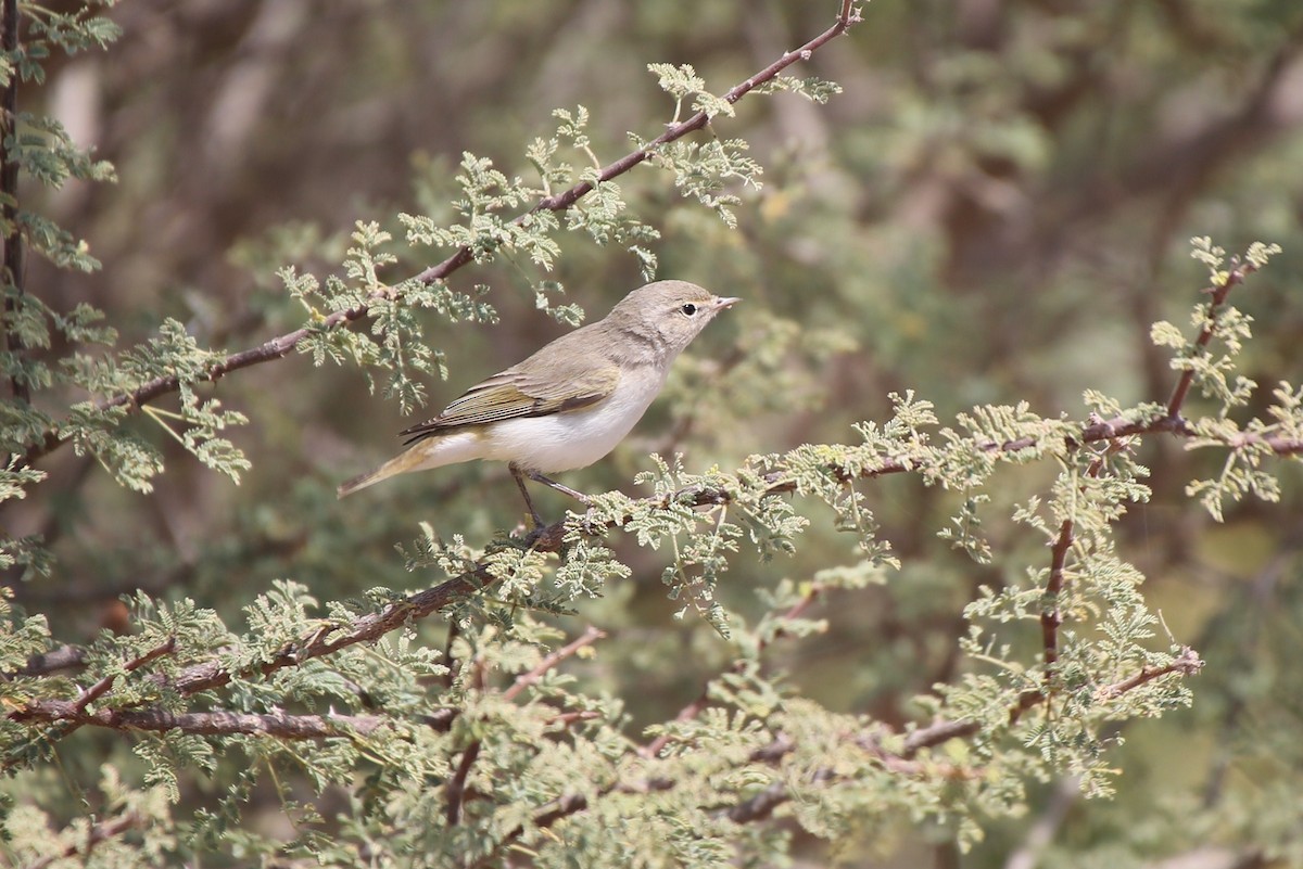 Eastern Bonelli's Warbler - ML42549331