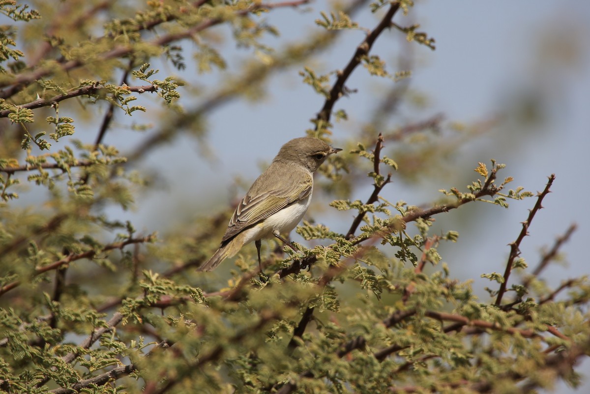 Eastern Bonelli's Warbler - ML42549351