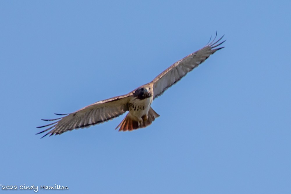 Red-tailed Hawk - ML425493841