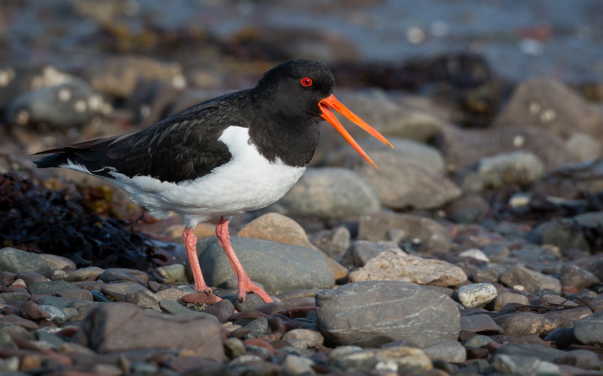 Eurasian Oystercatcher - ML42549391