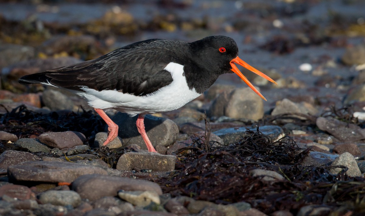 Eurasian Oystercatcher - ML42549431