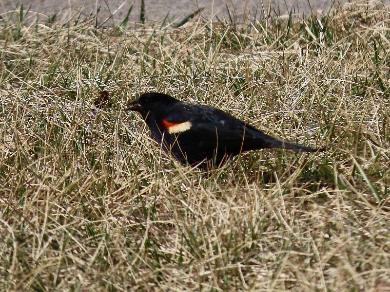 Red-winged Blackbird - Tracy The Birder