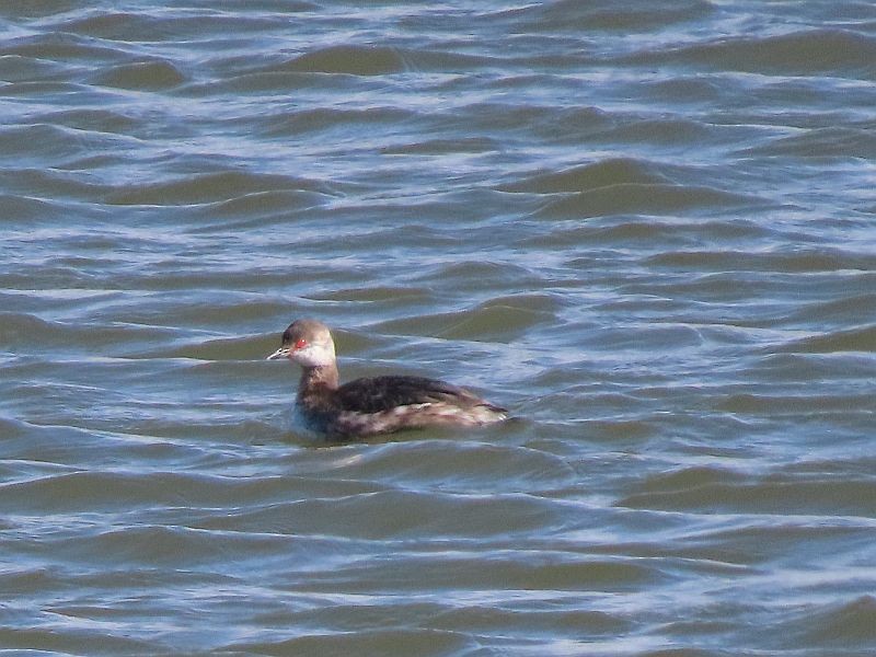 Horned Grebe - Tracy The Birder