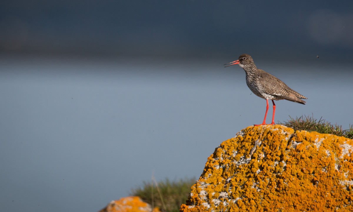 Common Redshank - Ian Davies