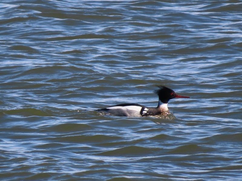 Red-breasted Merganser - ML425494951