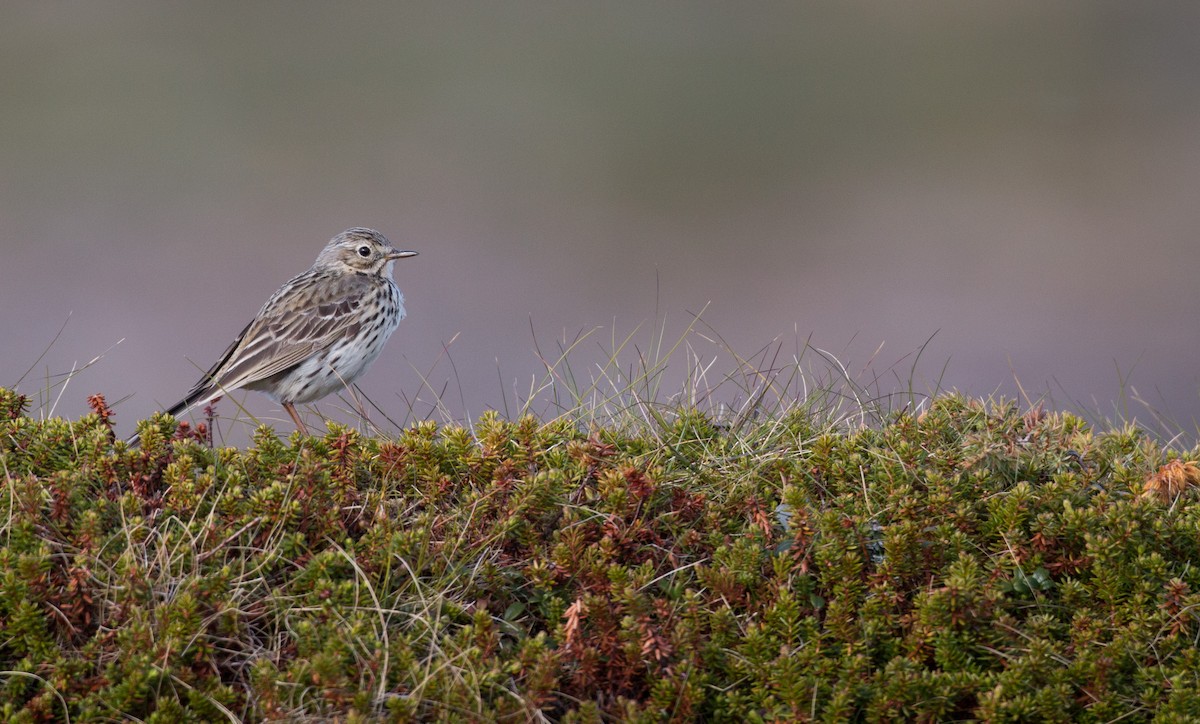 Meadow Pipit - Ian Davies