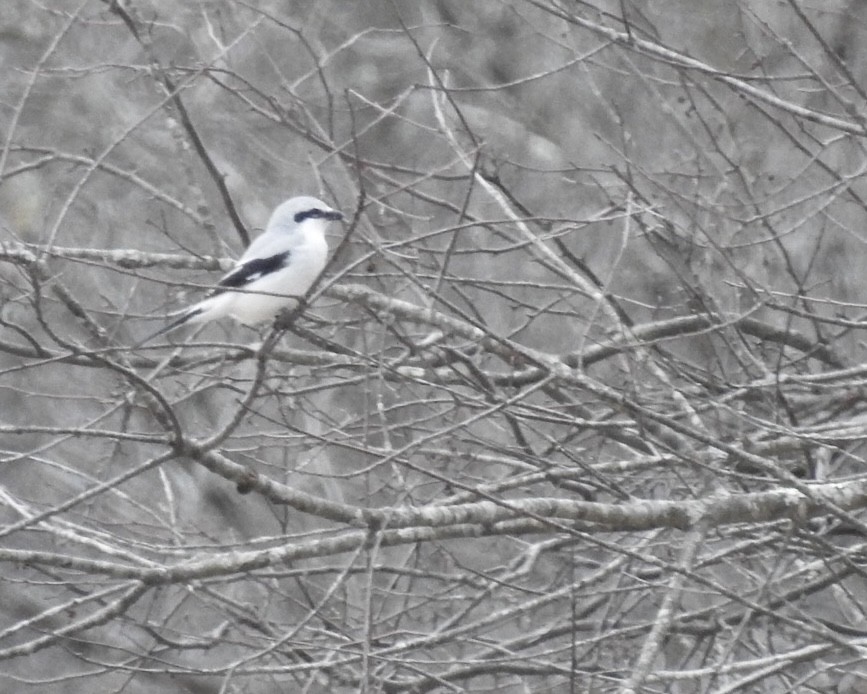 Northern Shrike - ML425495801