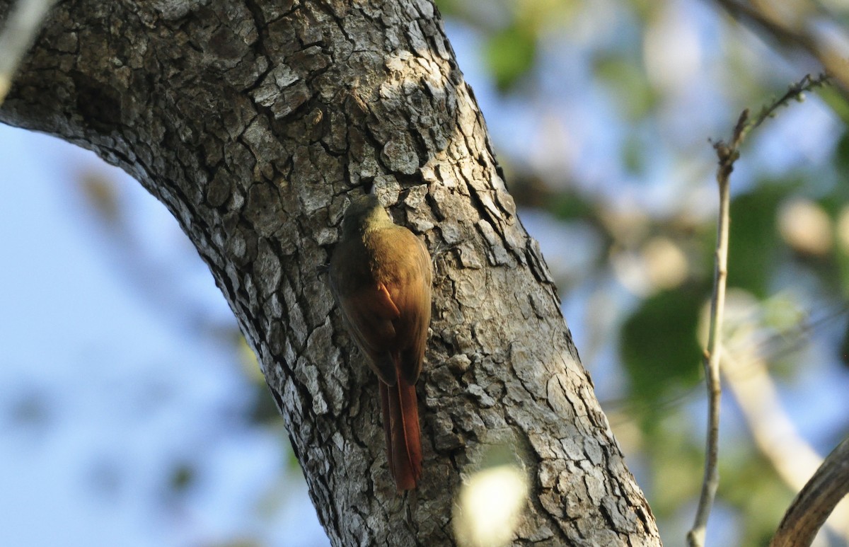 Olivaceous Woodcreeper - Oliver Patrick