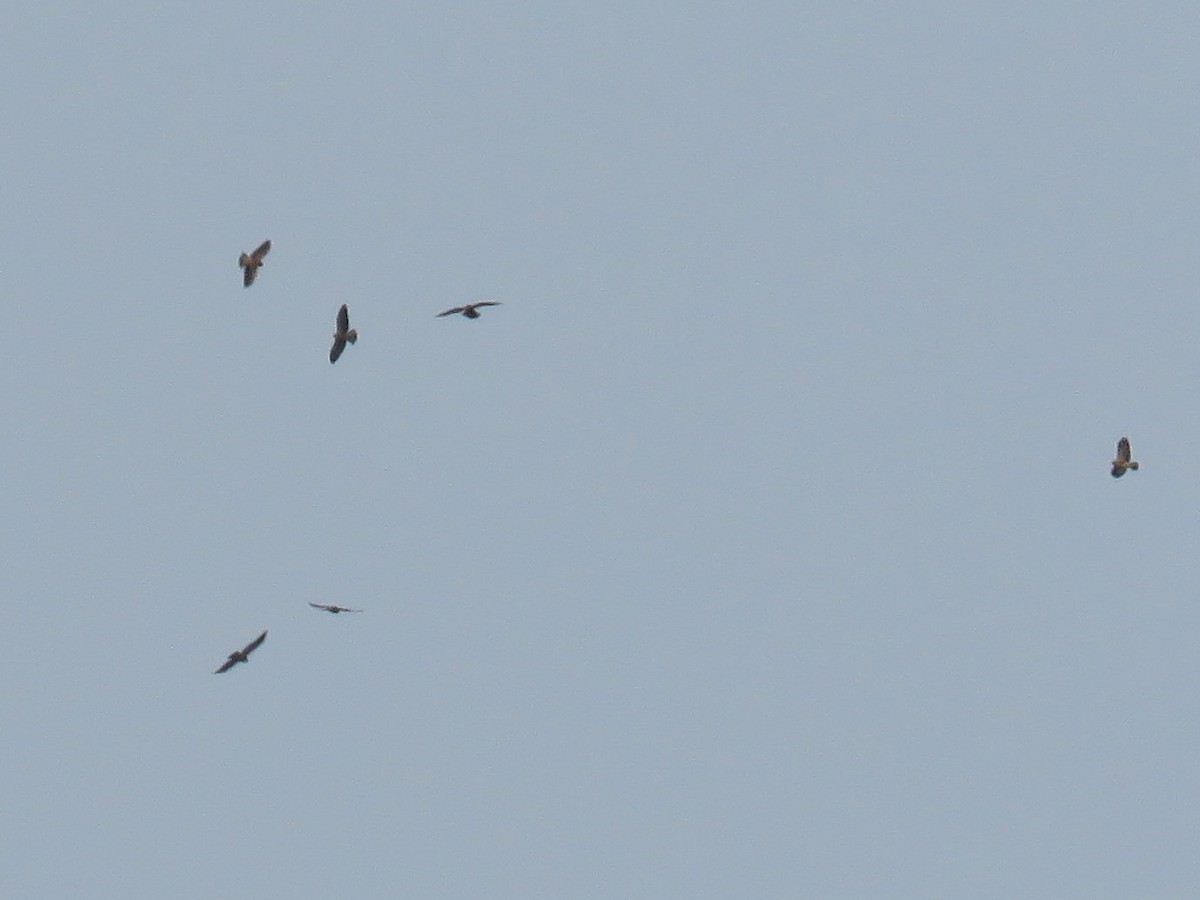 Swainson's Hawk - ML425500661