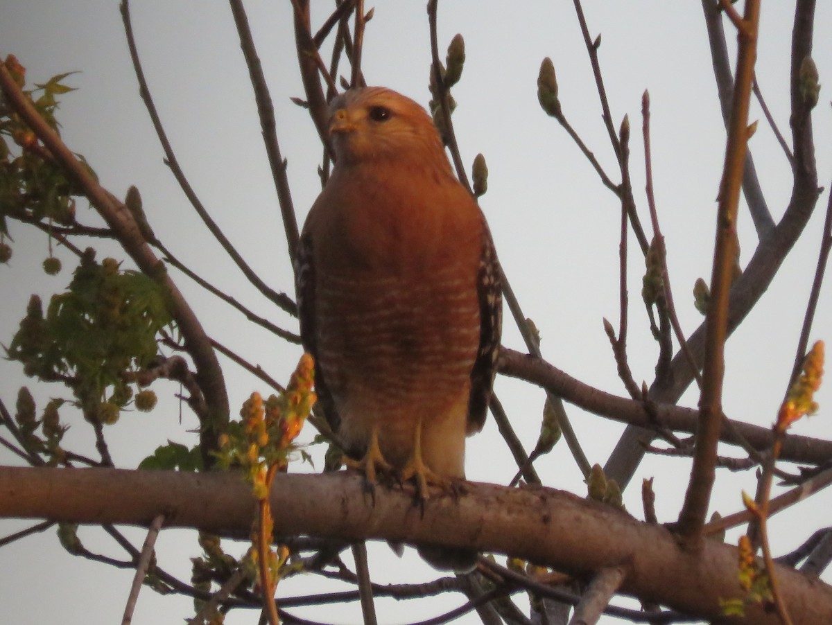 Red-shouldered Hawk - ML425500691