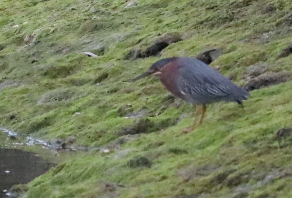 Green Heron - ML425502911