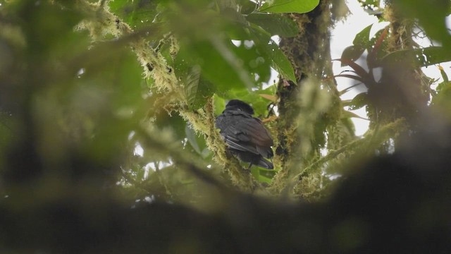 Long-wattled Umbrellabird - ML425503011