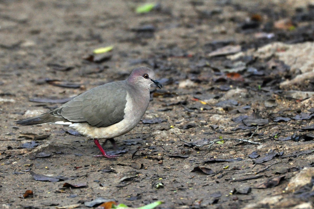 White-tipped Dove (White-tipped) - ML425503741