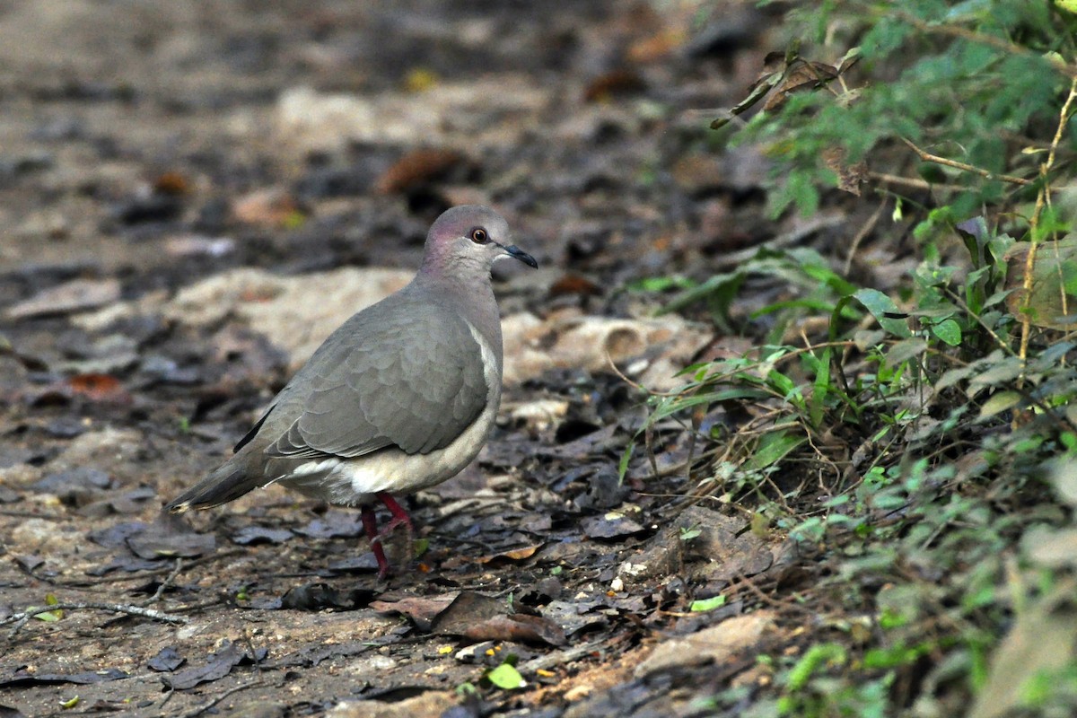 White-tipped Dove (White-tipped) - ML425503761