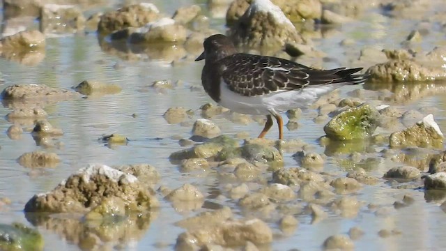 Ruddy Turnstone - ML425503851