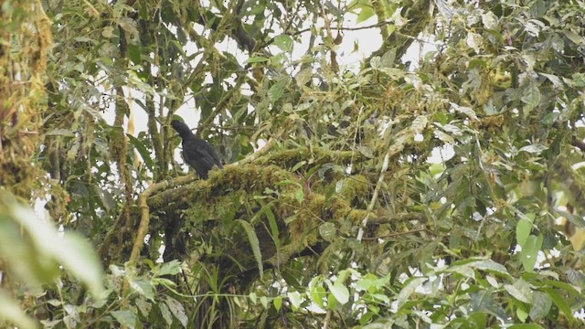 Long-wattled Umbrellabird - ML425505541