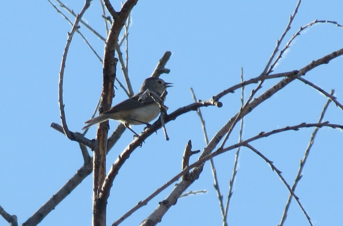 Lucy's Warbler - ML425506131