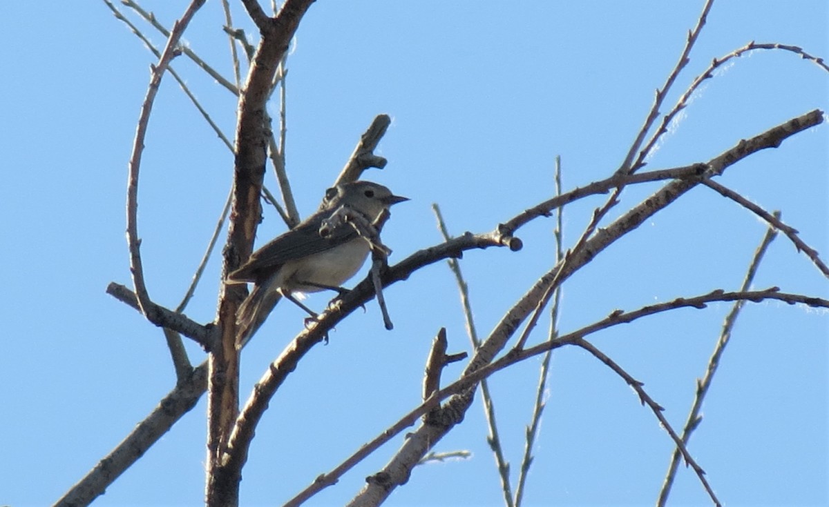 Lucy's Warbler - ML425506141