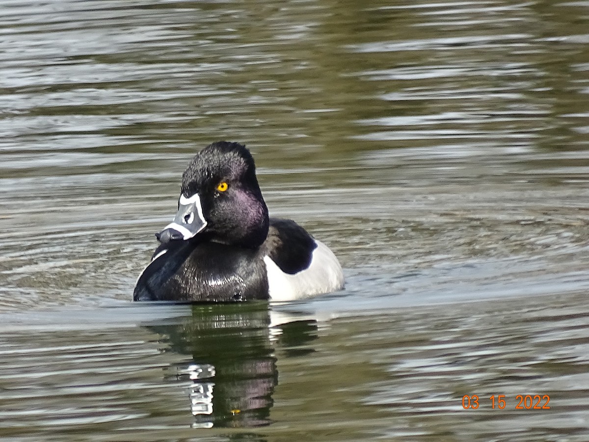 Ring-necked Duck - Pat and Mike Hilliard Ruscigno