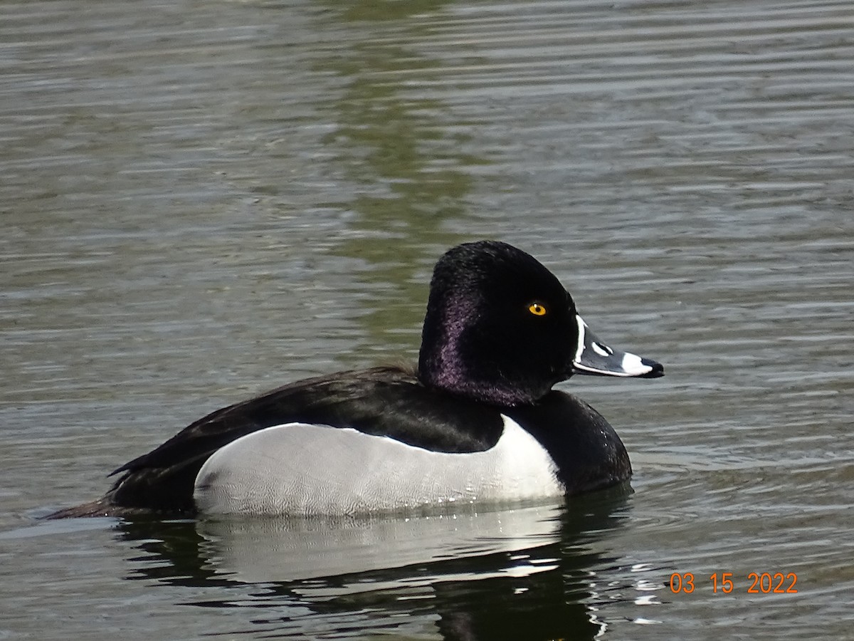 Ring-necked Duck - ML425506611