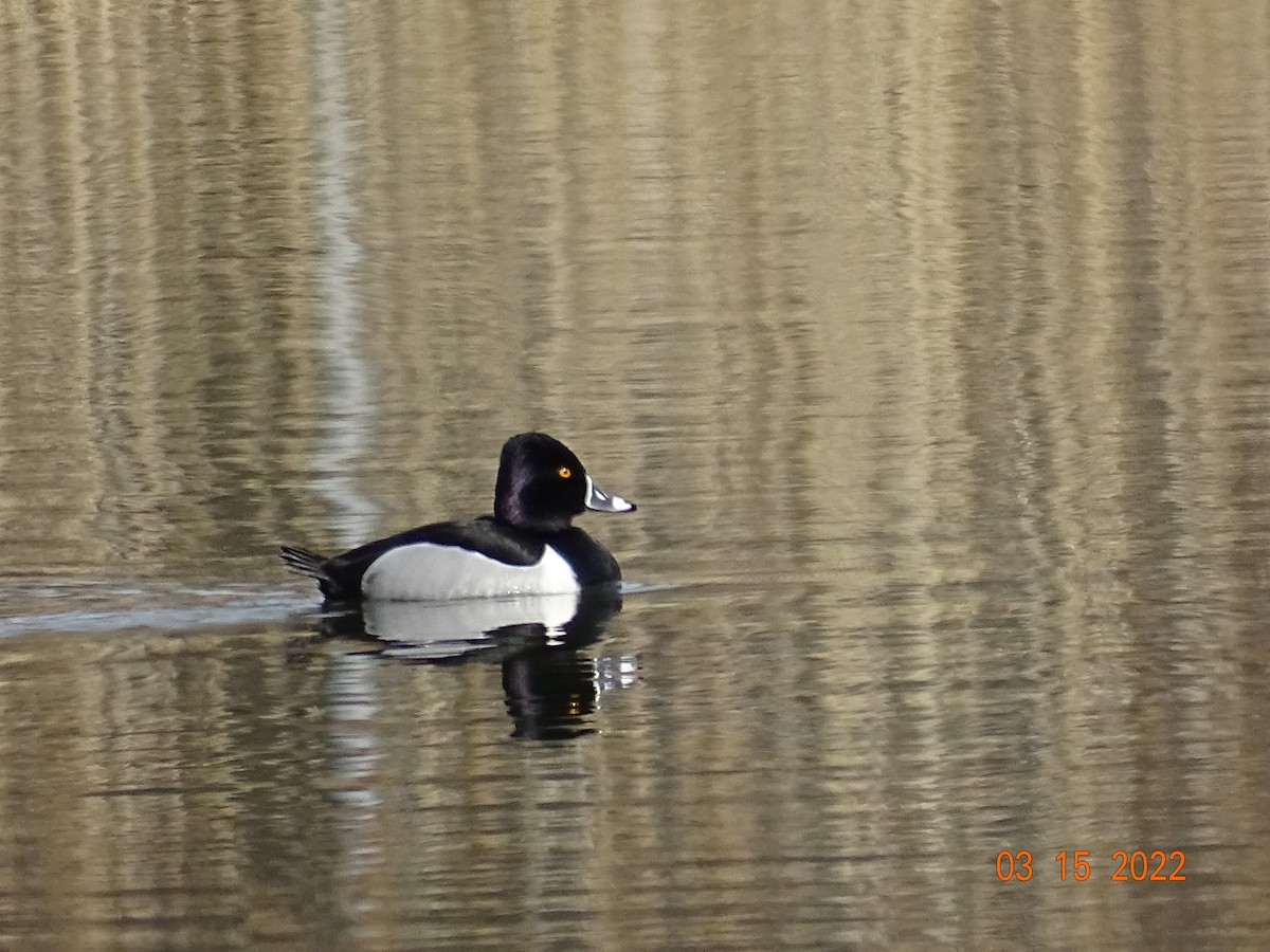 Ring-necked Duck - ML425506621