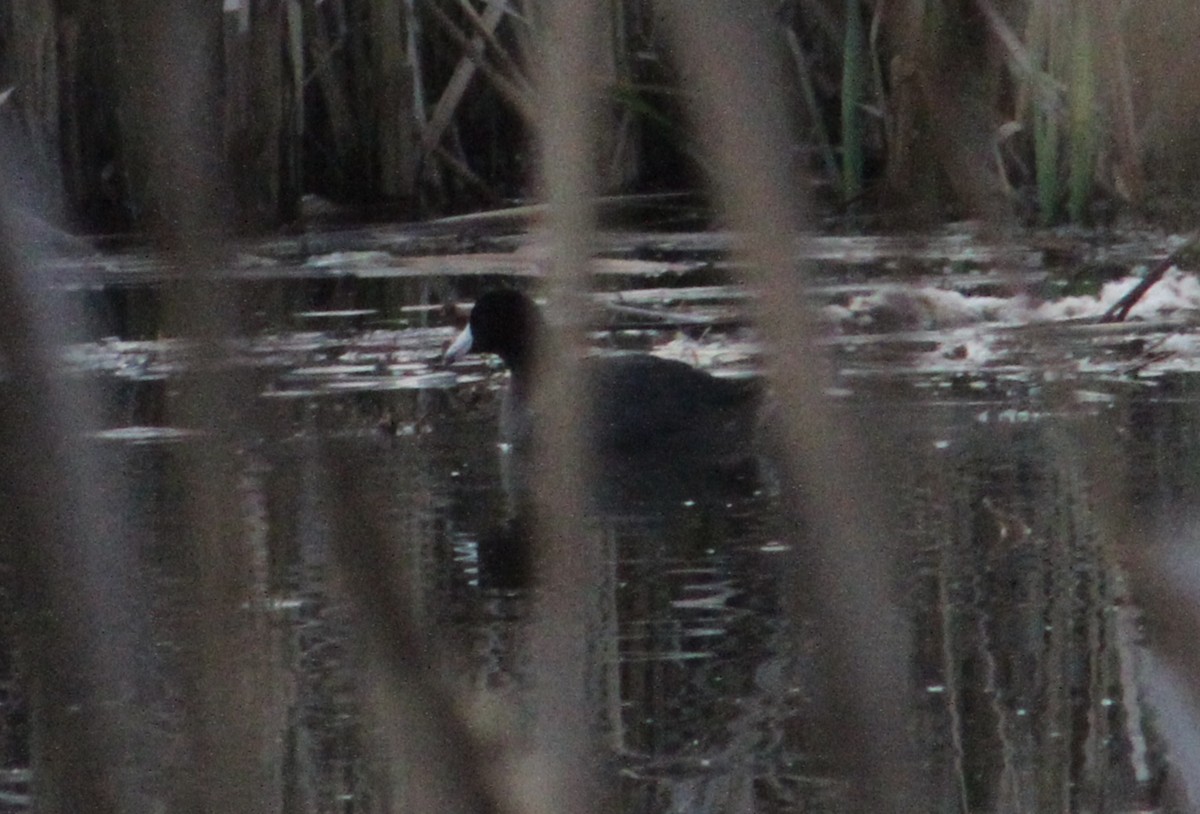 American Coot (Red-shielded) - ML425507311