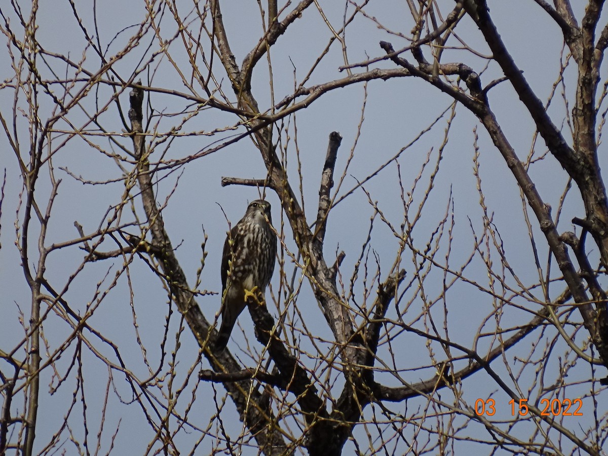 בז גמדי - ML425507461
