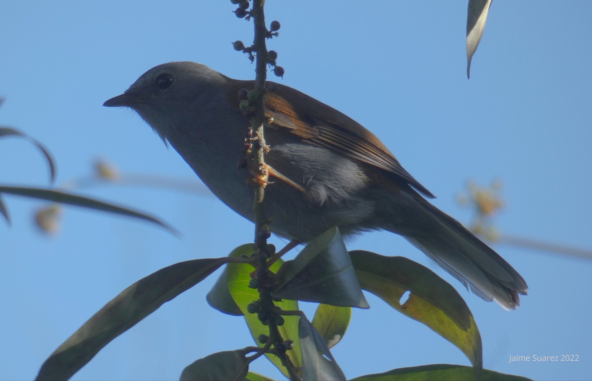 Andean Solitaire - jaime  suarez mejia