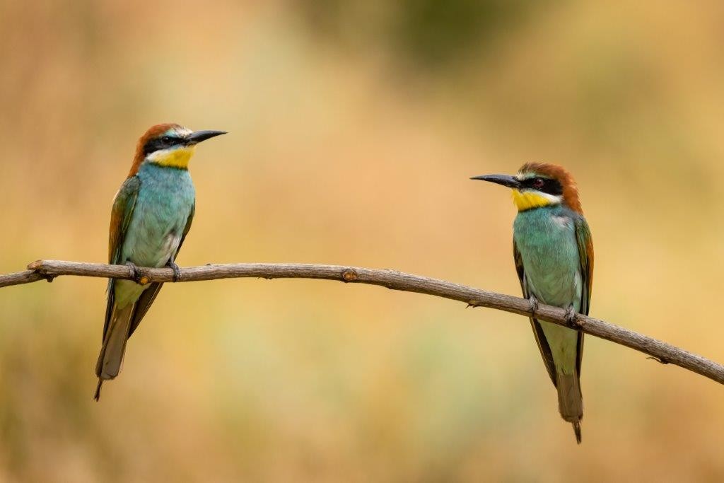 European Bee-eater - ML425513151