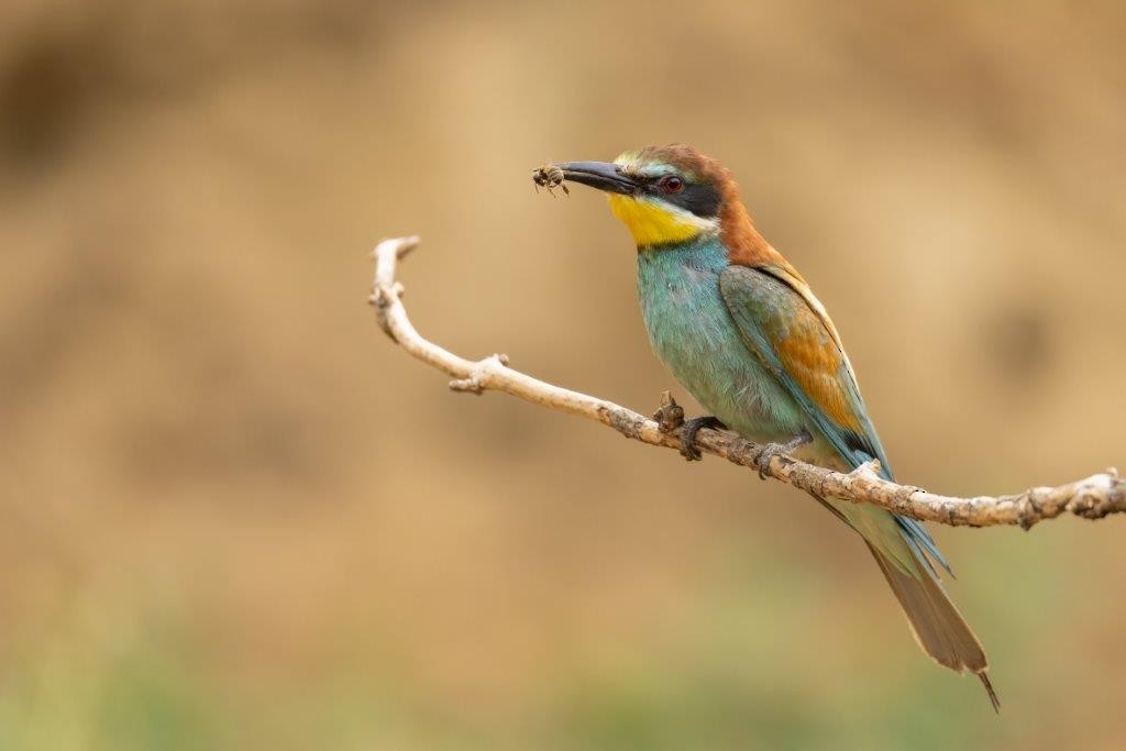 European Bee-eater - ML425513161