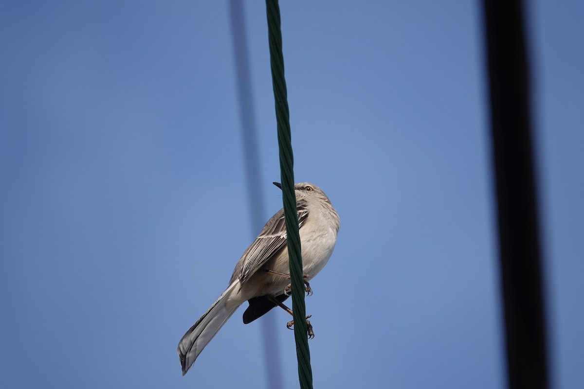 Northern Mockingbird - ML425514301