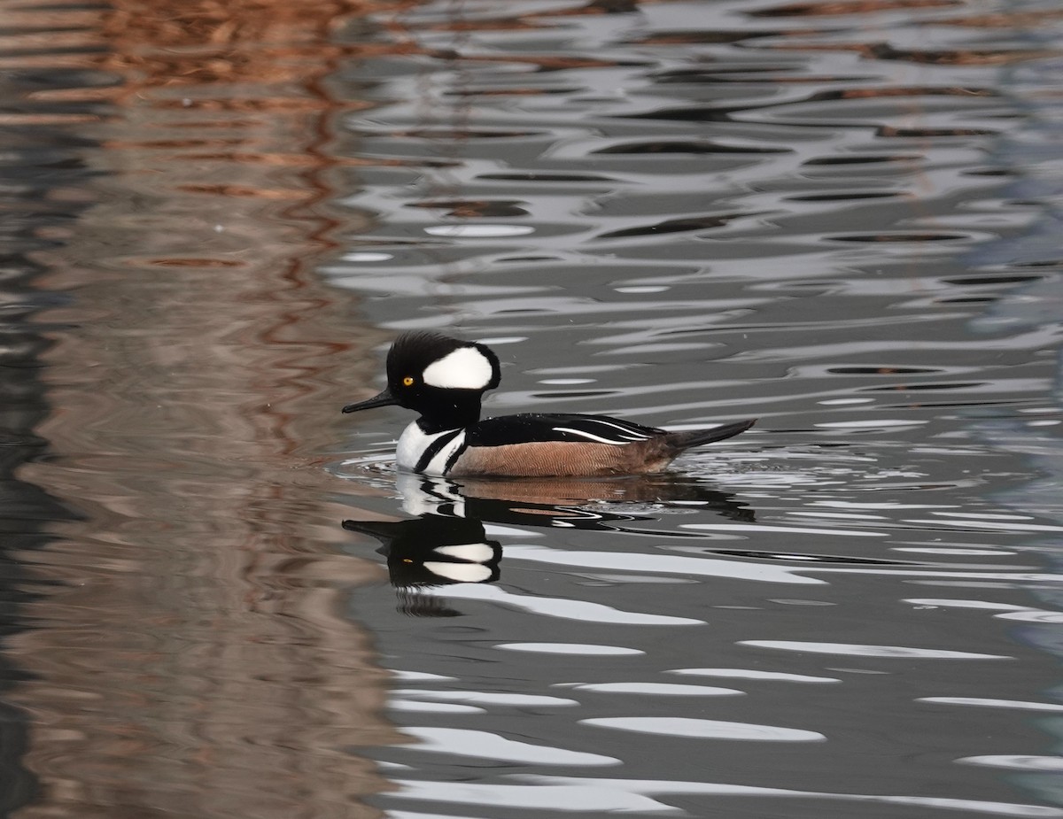 Hooded Merganser - ML425514511